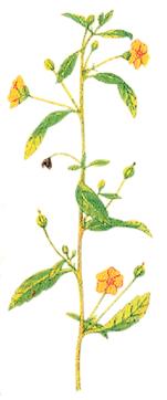 INDIAN MALLOW