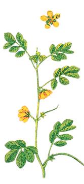 MONSOON CASSIA