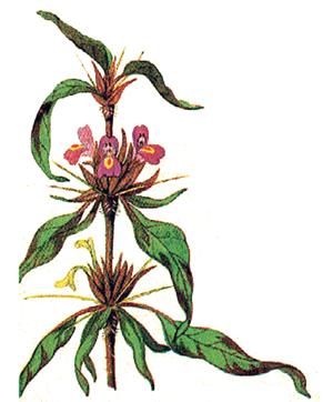TALIMKHANA