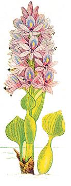 WATER HYACINTH