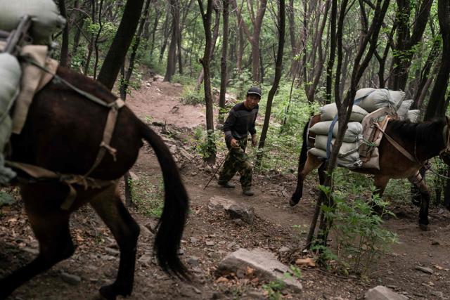 A worker leading mules to the Great Wall. (AFP) A worker leading mules to the Great Wall. (AFP)