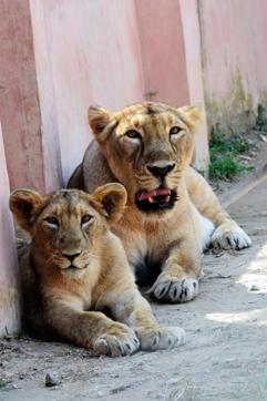 A lioness and its cub at the Etawah lion Safari. (HT PHOTO) A lioness and its cub at the Etawah lion Safari. (HT PHOTO)