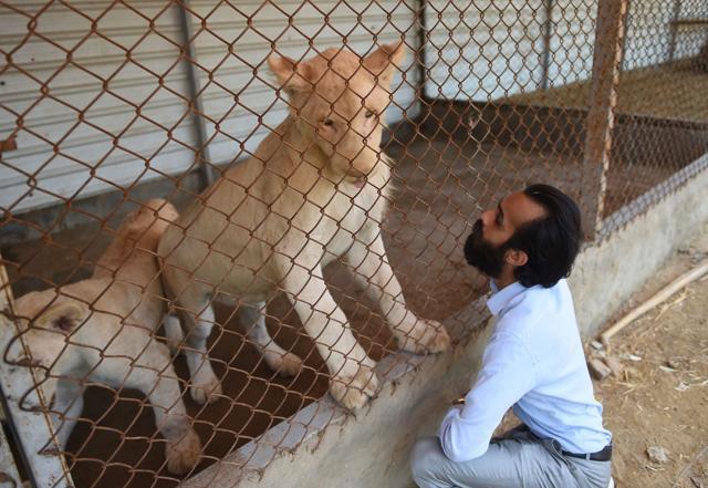 Pakistani laws make it easy to import exotic animals, but once inside the country regulation is almost non-existent. (AFP) Pakistani laws make it easy to import exotic animals, but once inside the country regulation is almost non-existent. (AFP)