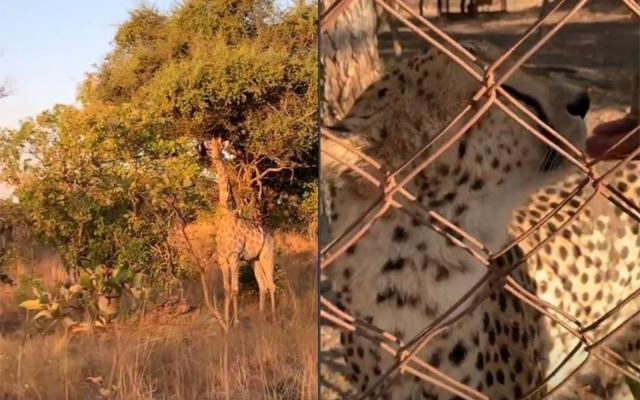 Kriti Sanon shared pictures and videos of giraffes and cheetahs. Kriti Sanon shared pictures and videos of giraffes and cheetahs.