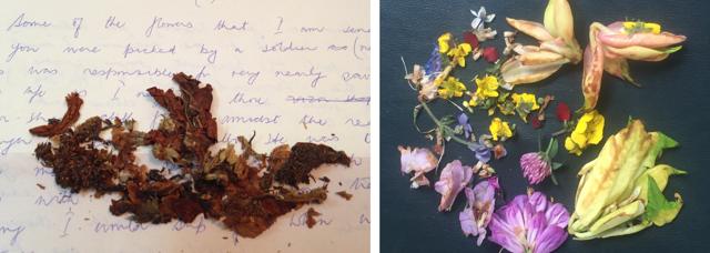 Wild flowers in letters sent from Kargil War; (at right) flowers collected from Chanderkhani trek, Manali. (PHOTOS: VIKRAM JIT SINGH) Wild flowers in letters sent from Kargil War; (at right) flowers collected from Chanderkhani trek, Manali. (PHOTOS: VIKRAM JIT SINGH)