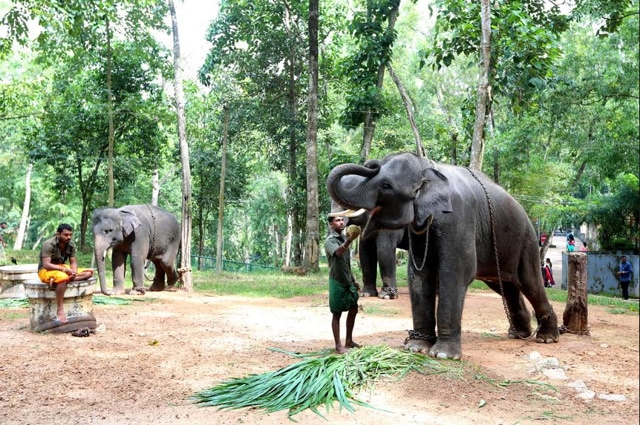 Elephant being fed at Elephant Rehabilitation Centre, Kottoor, Thiruvananthapuram. (HT Photo/Vivek R Nair ) Elephant being fed at Elephant Rehabilitation Centre, Kottoor, Thiruvananthapuram. (HT Photo/Vivek R Nair )