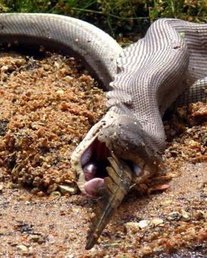 The python swallowing the crocodile. The python swallowing the crocodile.