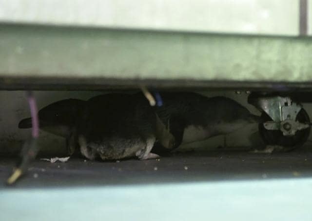 Penguins hide under fridge at the sushi shop. (AP) Penguins hide under fridge at the sushi shop. (AP)