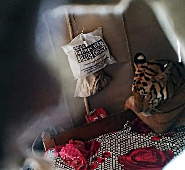 Assam, July 18 (ANI): A Bengal Tiger found sitting on a bed in a house in flood hit Harmati area of Kaziranga on Thursday. Forest officials have reached the spot. (ANI PHOTO) Assam, July 18 (ANI): A Bengal Tiger found sitting on a bed in a house in flood hit Harmati area of Kaziranga on Thursday. Forest officials have reached the spot. (ANI PHOTO)