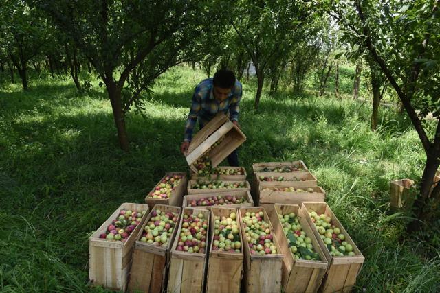 A farmer putting plums in a boxes for export in an orchard, on the outskirts of Srinagar, on Thursday, July 18, 2019. Kashmir is witnessing a bumper production of plum this year owing to good snowfall in the winter. (Waseem Andrabi / HT Photo )