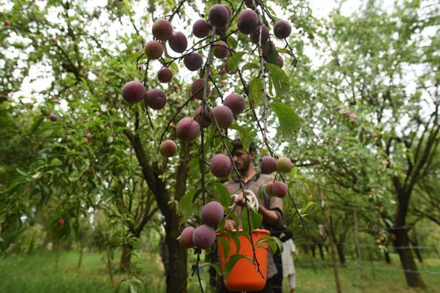 Bumper production of stone fruits following good spell of ...