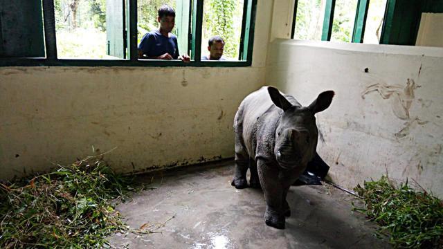 Assam, July 18 (ANI): A rescued Rhino calf moves freely in a room in Flood-hit Kaziranga on Thursday. (ANI Photo) Assam, July 18 (ANI): A rescued Rhino calf moves freely in a room in Flood-hit Kaziranga on Thursday. (ANI Photo)
