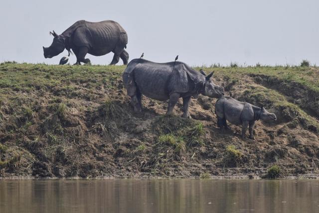 One-horned rhinos take shelter at a highland in the flood affected area of Kaziranga National Park in Nagaon district inAssam, July 18, 2019. (REUTERS) One-horned rhinos take shelter at a highland in the flood affected area of Kaziranga National Park in Nagaon district inAssam, July 18, 2019. (REUTERS)