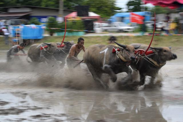Prized Thai buffaloes show off speed in muddy race. See Trending - Hindustan Times
