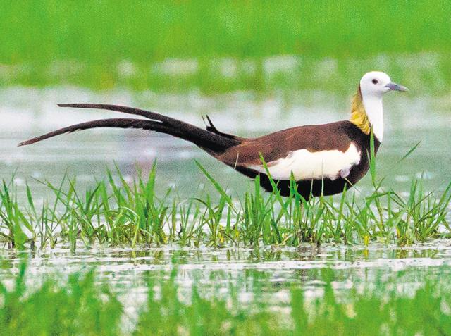 A pheasant-tailed jacana at the wetland. (Sanjay Garg) A pheasant-tailed jacana at the wetland. (Sanjay Garg)