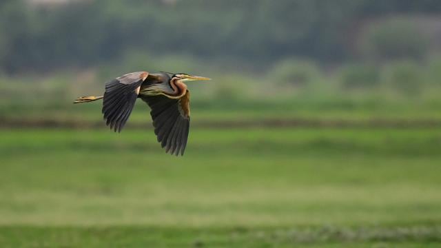 A purple heron, one of the water birds at Dhanauri wetland. (Photo Credit: Sanjay Garg) A purple heron, one of the water birds at Dhanauri wetland. (Photo Credit: Sanjay Garg)
