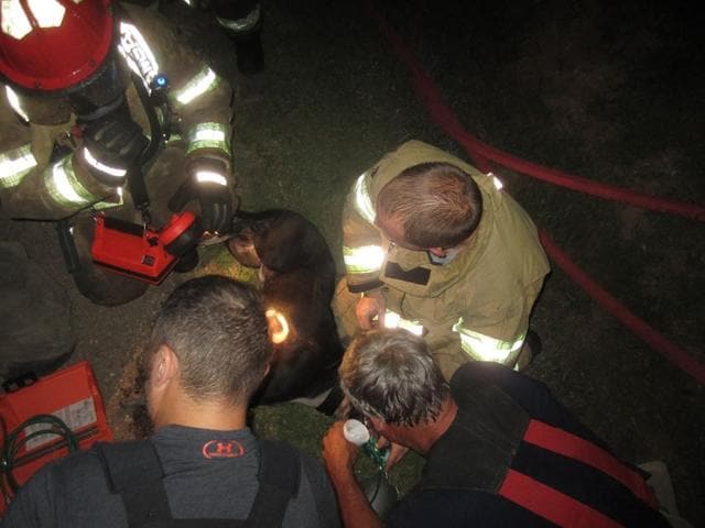 A dog rescued its human from fire. A dog rescued its human from fire.