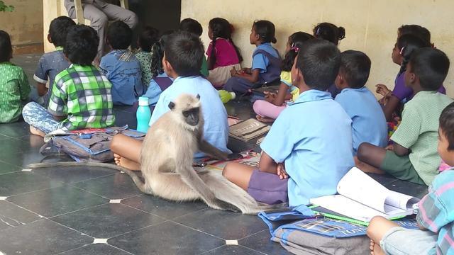 The langur attends all classes studiously, browses through textbooks and plays with students. The langur attends all classes studiously, browses through textbooks and plays with students.
