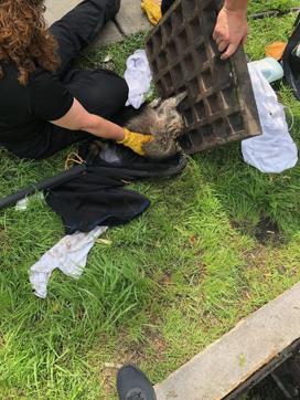 Members of the fire department work to free the raccoon from a grate. (AFP/ Newton Fire Department ) Members of the fire department work to free the raccoon from a grate. (AFP/ Newton Fire Department )