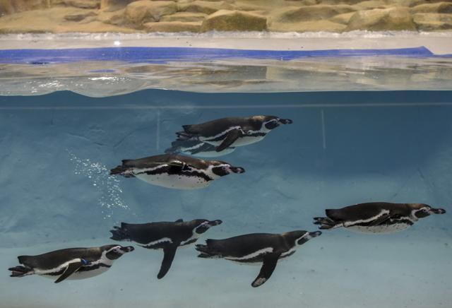 Humboldt Penguins swim in their enclosure at the Byculla zoo in Mumbai. (Kunal Patil/HT Photo) Humboldt Penguins swim in their enclosure at the Byculla zoo in Mumbai. (Kunal Patil/HT Photo)