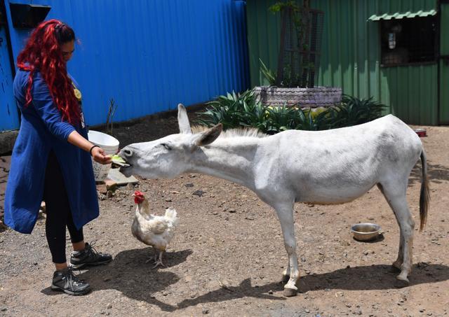 Emily being fed a papaya by RESQ Charitable Trust head Jessica Roberts at the animal rescue and rehabilitation centre in Pune. (AFP) Emily being fed a papaya by RESQ Charitable Trust head Jessica Roberts at the animal rescue and rehabilitation centre in Pune. (AFP)