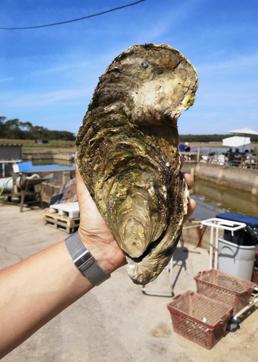 This image shows a giant oyster of 1,440kg (3,2 pounds). (AFP File Photo) This image shows a giant oyster of 1,440kg (3,2 pounds). (AFP File Photo)