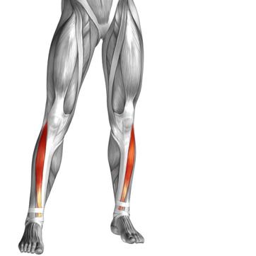 The tibialis anterior overlaps the anterior tibial vessels and deep peroneal nerve in the upper part of the leg (Shutterstock) The tibialis anterior overlaps the anterior tibial vessels and deep peroneal nerve in the upper part of the leg (Shutterstock)