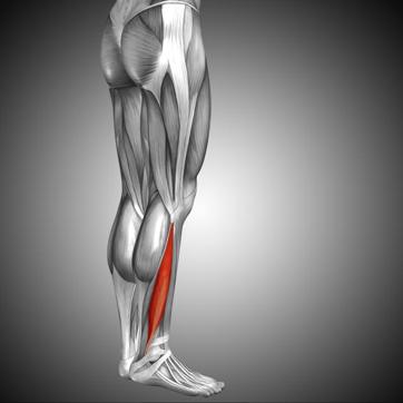 The peroneus longus is a superficial muscle in the lateral compartment of the leg (Shutterstock) The peroneus longus is a superficial muscle in the lateral compartment of the leg (Shutterstock)
