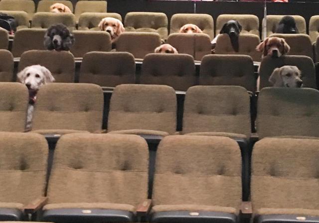Canadian service dogs attending ‘Billy Elliot’ production at Stratford Festival in Ontario. Canadian service dogs attending ‘Billy Elliot’ production at Stratford Festival in Ontario.
