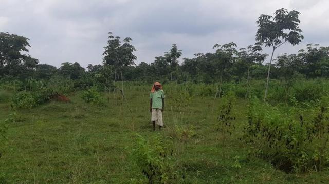 Chhotrai Singh, a farmer in Karanjia standing amid shrivelled rubber plants. (HT Photo) Chhotrai Singh, a farmer in Karanjia standing amid shrivelled rubber plants. (HT Photo)