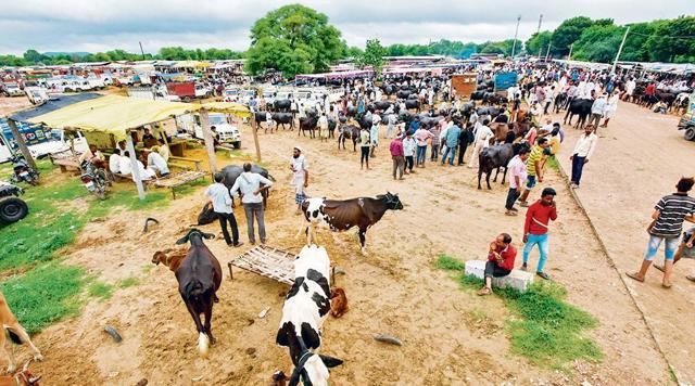 A view of a cattle fair at Hatwara in Jaipur, Rajasthan. (Amal KS / HT Photo ) A view of a cattle fair at Hatwara in Jaipur, Rajasthan. (Amal KS / HT Photo )