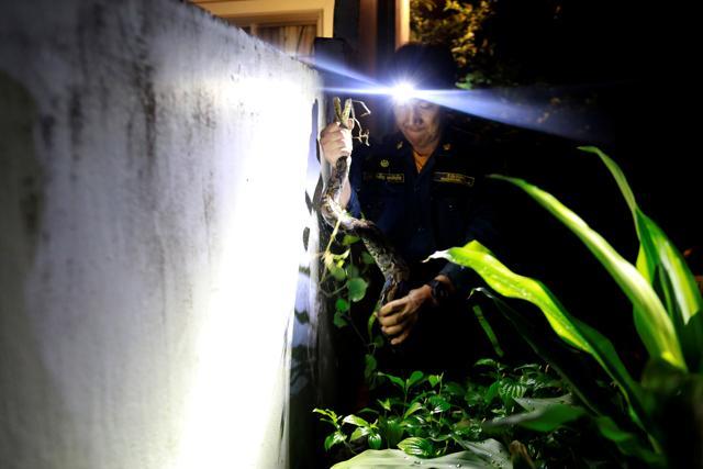 Firefighter Pinyo Pukpinyo holds a python he caught at home in Bangkok. (REUTERS) Firefighter Pinyo Pukpinyo holds a python he caught at home in Bangkok. (REUTERS)
