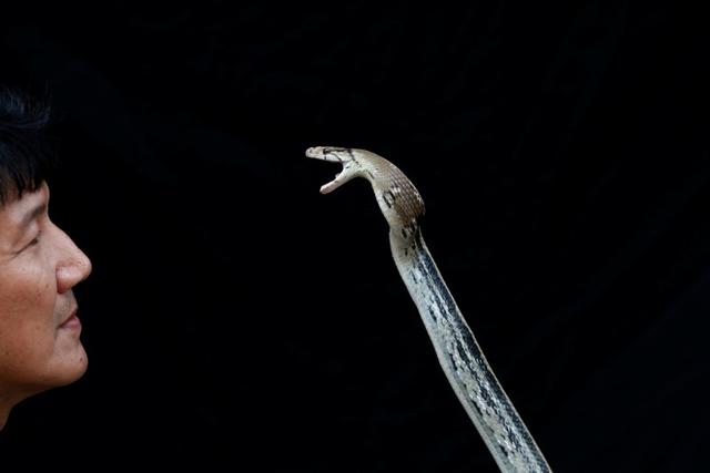 The 'snake wrangler' with a copperhead rat snake which he caught. (REUTERS) The 'snake wrangler' with a copperhead rat snake which he caught. (REUTERS)