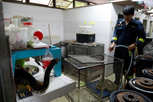 Pinyo Pukpinyo cleans a snake cage at a fire station in Bangkok. (REUTERS) Pinyo Pukpinyo cleans a snake cage at a fire station in Bangkok. (REUTERS)