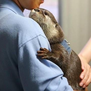 The trend of pictures of otter is posing an existential threat to the silky mammal. (Instagram/otter.pics) The trend of pictures of otter is posing an existential threat to the silky mammal. (Instagram/otter.pics)