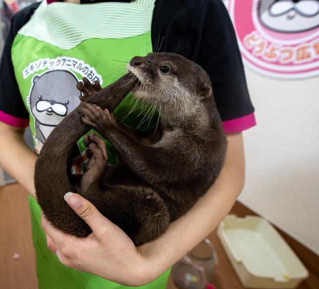 Several “otter cafes” have also popped up in the country. (Instagram/aaron_gekoski) Several “otter cafes” have also popped up in the country. (Instagram/aaron_gekoski)