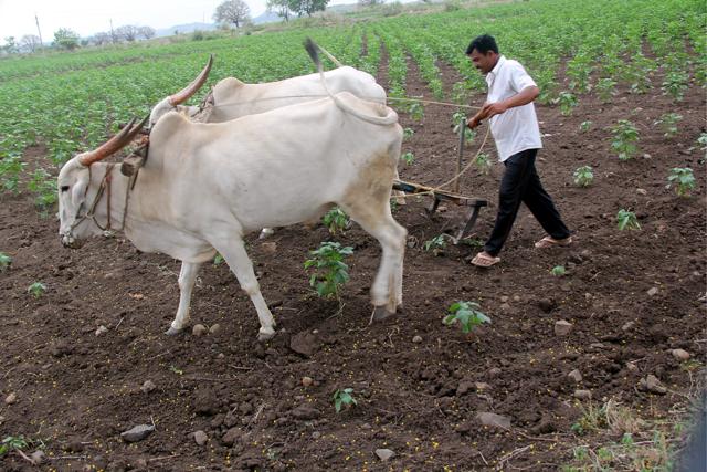 Ram Ghodge uprooting his cotton plantation due to lack of water. (Laxman Narnale/HT Photo)