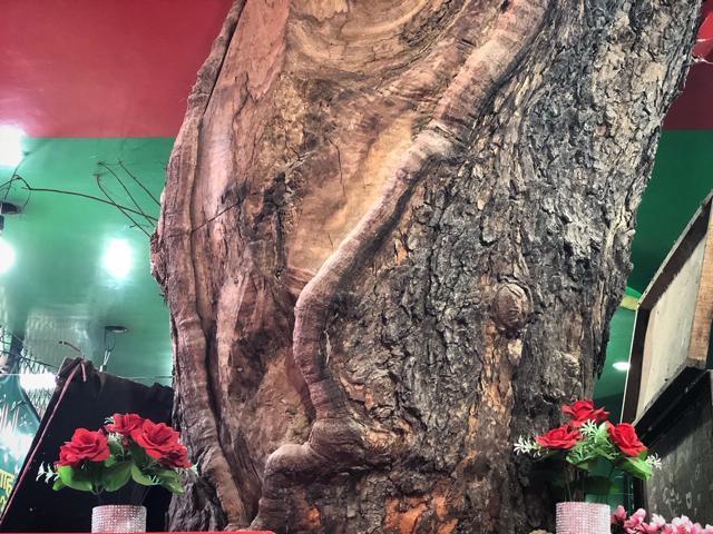 The trunk of the neem tree separates the graves of the two Sufi saints. (HT Photo )