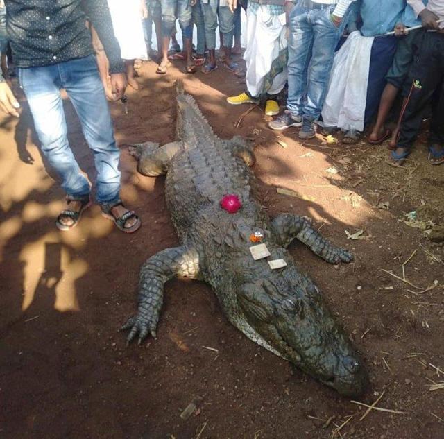 The villagers buried the crocodile following local customs in January. The villagers buried the crocodile following local customs in January.