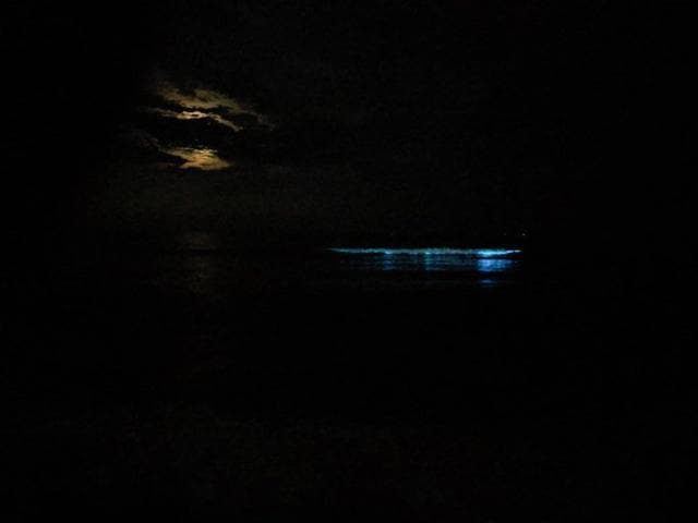 The blue glow was witnessed in a couple of beaches. The blue glow was witnessed in a couple of beaches.
