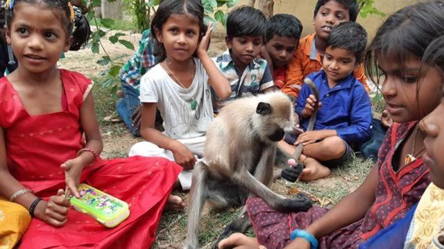 The langur used to attend the morning prayers, enter the class of its choice, sits along with the other students and browses through their textbooks without troubling anyone. (HT Photo) The langur used to attend the morning prayers, enter the class of its choice, sits along with the other students and browses through their textbooks without troubling anyone. (HT Photo)