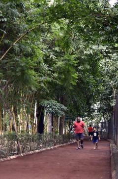 Hirwai is more of a trail or path than a garden. Frequented by one and all, the track is a favourite amongst Punekars. (Ravindra Joshi/HT PHOTO)