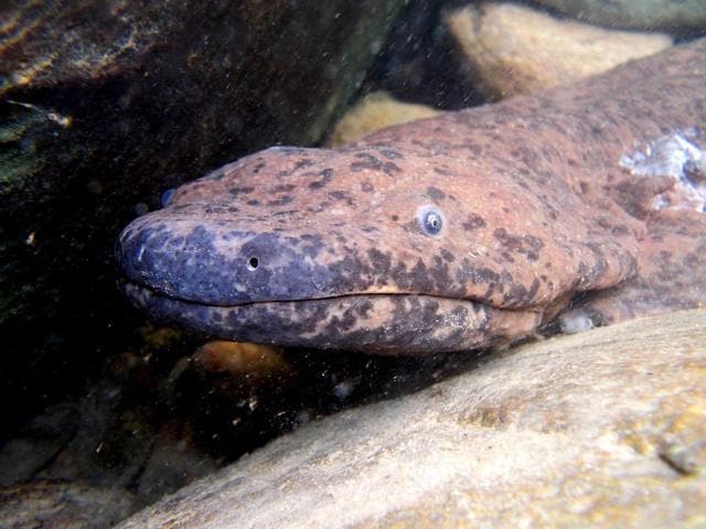 Salamanders are currently moved widely around China. (Faebook/Benjamin Tapley) Salamanders are currently moved widely around China. (Faebook/Benjamin Tapley)