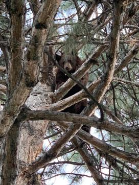 The cops used their vehicle sirens to drive the bear up a tree.