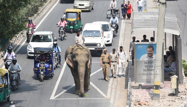 A convoy of government vehicles and policemen on motorcycles accompanied the elephant to make sure it reached the destination without further trouble. (Raj K Raj / HT Photo ) A convoy of government vehicles and policemen on motorcycles accompanied the elephant to make sure it reached the destination without further trouble. (Raj K Raj / HT Photo )