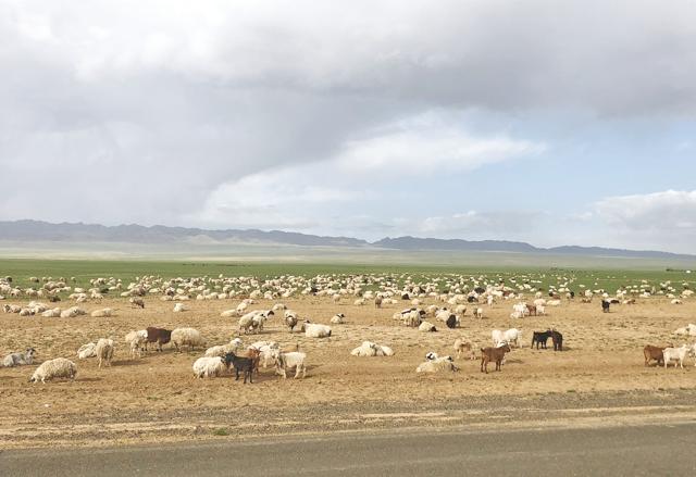 Sheep and goats are a common sight in the colossal grasslands (Aarti Sethi) Sheep and goats are a common sight in the colossal grasslands (Aarti Sethi)