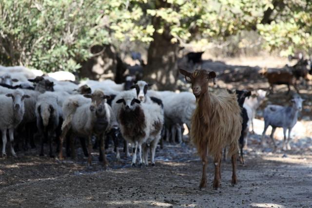 Goats and sheep graze freely near the beach in Kipos village in Samothraki island. (AP) Goats and sheep graze freely near the beach in Kipos village in Samothraki island. (AP)