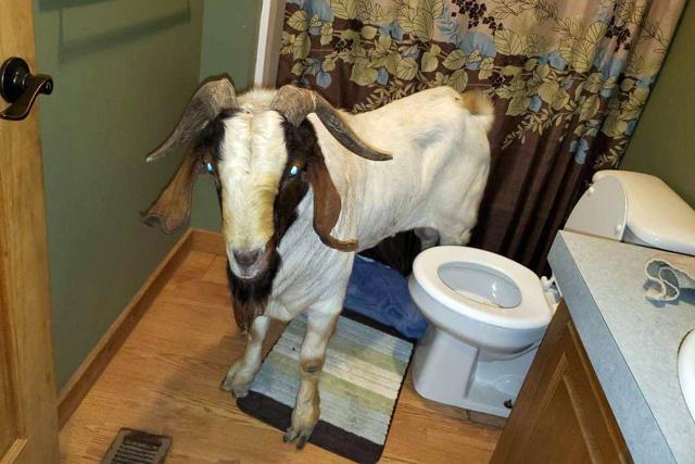 A goat stands in the bathroom of a home in Sullivan Township, Ohio. (AP) A goat stands in the bathroom of a home in Sullivan Township, Ohio. (AP)