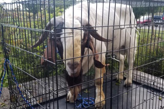 The goat was found napping in the bathroom after it broke into the home. (AP) The goat was found napping in the bathroom after it broke into the home. (AP)