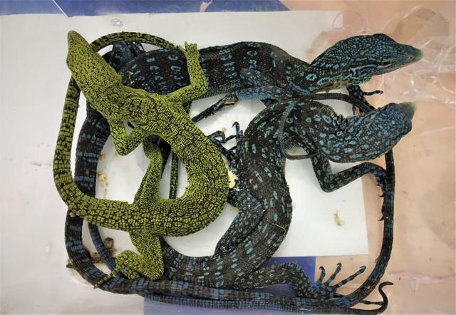 Custom officials detained two men in connection with smuggling of exotic species. Custom officials detained two men in connection with smuggling of exotic species.